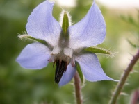 Borago Officinalis